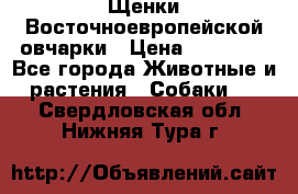 Щенки Восточноевропейской овчарки › Цена ­ 25 000 - Все города Животные и растения » Собаки   . Свердловская обл.,Нижняя Тура г.